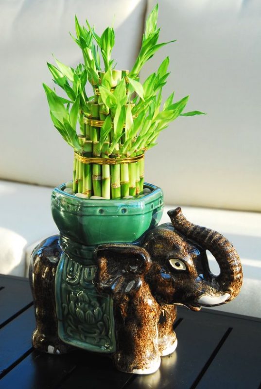 cây Phất lộc