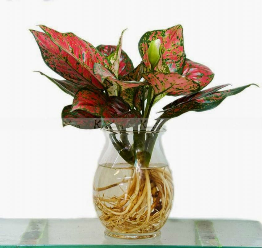 cây Vạn lộc