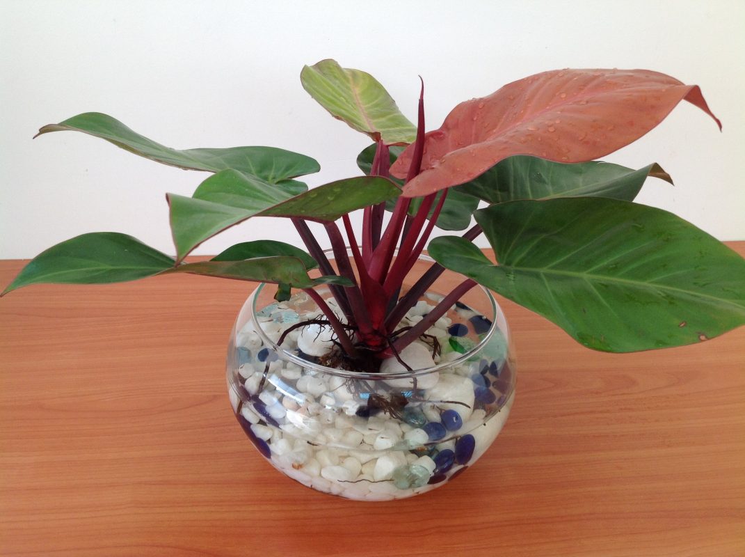 cây đại đế vương