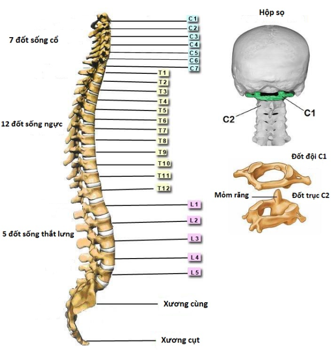 cấu tạo cột sống hình chữ S